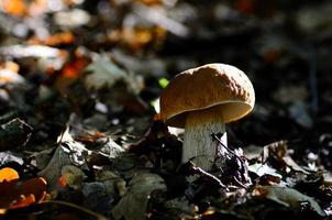 boletus onder blad foto