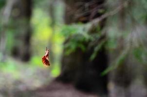 vliegend blad in het bos foto