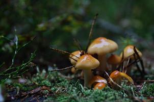 kleine bruine champignons foto