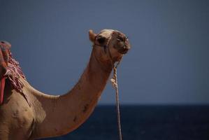 kameel op het strand op vakantie in egypte met zee foto