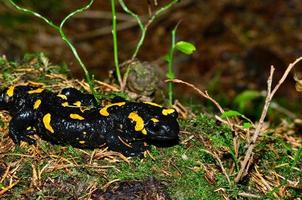 vuursalamanda in de natuur foto