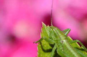 groene sprinkhaan met roze foto