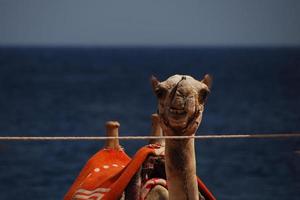 kameel op het strand op vakantie in egypte met uitzicht op zee foto