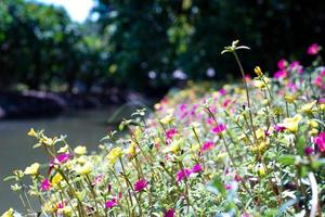 veld van de roze bloesem bloemen met onscherpe achtergrond van het landschap foto