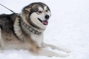 husky hond portret, winter besneeuwde achtergrond. grappig huisdier bij het wandelen voor de sledehondentraining. foto