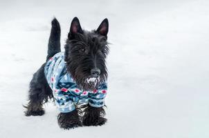 yorkshire terrier hondje, besneeuwde kopieerruimte, klein, schattig hondje in pak, zorg voor eigenaren van huisdieren foto