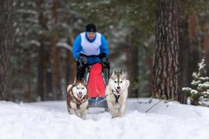 sledehondenraces. husky sledehondenteam trekt een slee met hondenchauffeur. wintercompetitie. foto