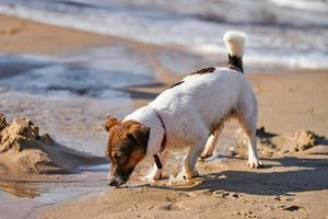 jack russell terrier hond spelen op zandstrand, kleine terriër hond plezier aan zeekust foto