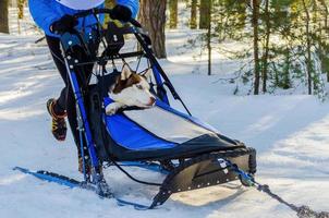 grappige Siberische husky honden in harnas, sledehonden race competitie, slee kampioenschap uitdaging in koud winterbos. foto