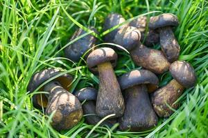 het eekhoorntjesbrood, boleetpaddestoel op groene grasweide, verse rauwe wilde paddestoelen biologisch voedsel in een bosherfst - eekhoorntjesbrood, zwarte penny bun, porcino of king boletus, meestal zwarte porcini-paddenstoel genoemd foto