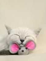 kleine Schotse slapende schattige biege kat met speelgoedmuis.