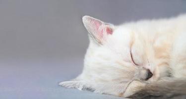 slapende biege kitten op de grijze achtergrond. foto