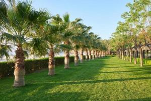 groen palmpark en hun schaduwen op het gras. foto