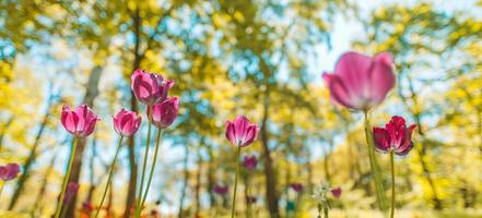 fantastisch boeket tulpen in bostuin of stadspark. fel roze tulpen. dromerige majestueuze natuur achtergrond, lente zomerbloemen foto
