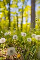 paardebloem op een frisse groene ochtend achtergrond. lente natuur weide met bloeiende paardebloemen close-up foto