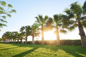 groen palmpark en hun schaduwen op het gras. foto