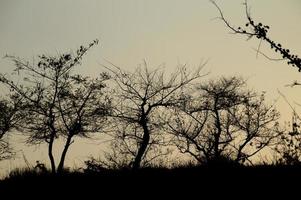 landschap met silhouet van bomen bij zonsondergang. tegenlicht landschap, foto