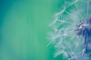 close-up van paardebloem op natuurlijke achtergrond. heldere, delicate natuurdetails. inspirerend aardconcept, zachte blauwe en groene vage bokehachtergrond foto