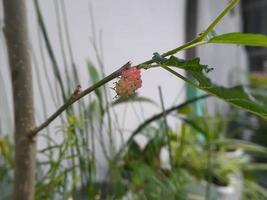 diverse planten van de wilde natuur foto