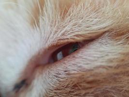 close-up van gesloten kattenoog foto