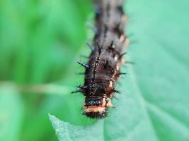 insect op groen blad foto