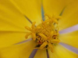 diverse planten van de wilde natuur foto