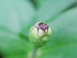 diverse planten van de wilde natuur foto