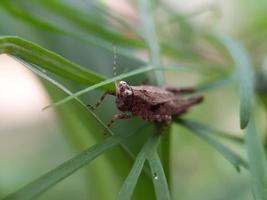 insect op groen blad foto