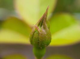 diverse planten van de wilde natuur foto