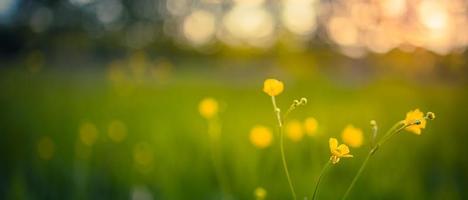 panoramisch veld van gele bloemen en groene weide in de lente of zomeravond bij zonsondergang, gouden uur. idyllische natuur schilderachtig, close-up landschap, wazig dromerig natuurlijk bosveld foto