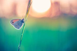 rustige natuur close-up, zomerbloemen en vlinder onder zonlicht. heldere vervaging natuur zonsondergang natuur weide veld met vlinder als lente zomer concept. prachtige zomerweide inspireert de natuur foto
