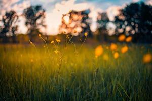 veld van gele bloemen en groene weide in de lente of zomeravond bij zonsondergang, gouden uur. idyllische natuur schilderachtig, close-up landschap, wazig dromerig natuurlijk bosveld foto