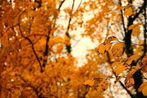 gele bladeren in herfstbos foto