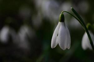 sneeuwklokjes grote weergave foto