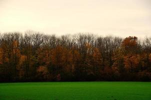 herfstbos en groen veld foto