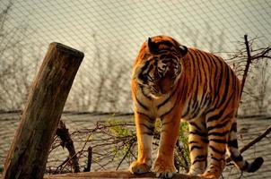 tijger in een dierentuin foto