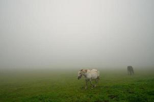 twee paarden op weiland in mist foto