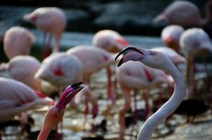 twee flamingo's kijken foto