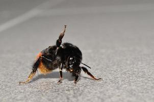 hommel been hoog foto