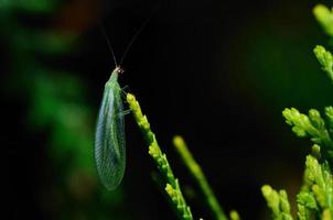 groen insect in de lente foto