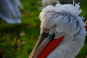 kroeskop pelikaan portret