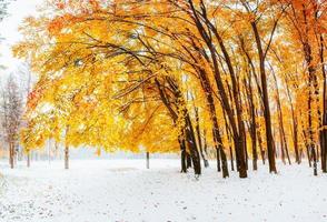 zonlicht breekt in de vroege winterdagen door de herfstbladeren van de bomen foto