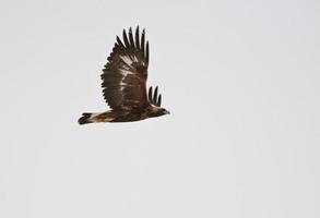 steenarend tijdens de vlucht foto