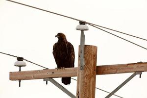 steenarend neergestreken op elektriciteitspaal foto