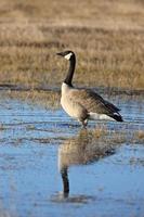 Canadese gans in nat boerenveld foto