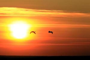 zwanen tijdens de vlucht bij zonsondergang saskatchewan foto