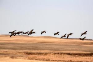 Canadese ganzen tijdens herfstmigratie foto