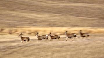muilezelherten die over prairie lopen foto