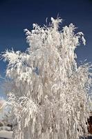 zware vorst op boom foto