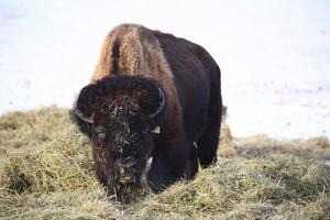 buffel bedekt met hooi in de winter foto